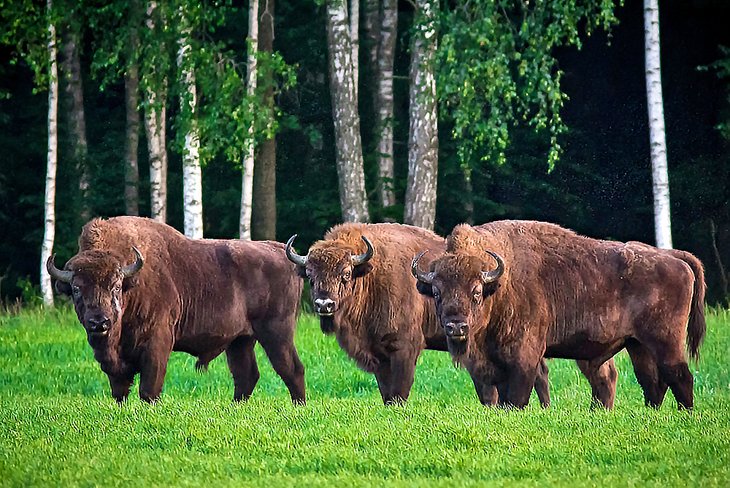 Bisonte en la Reserva Forestal de Bialowieza