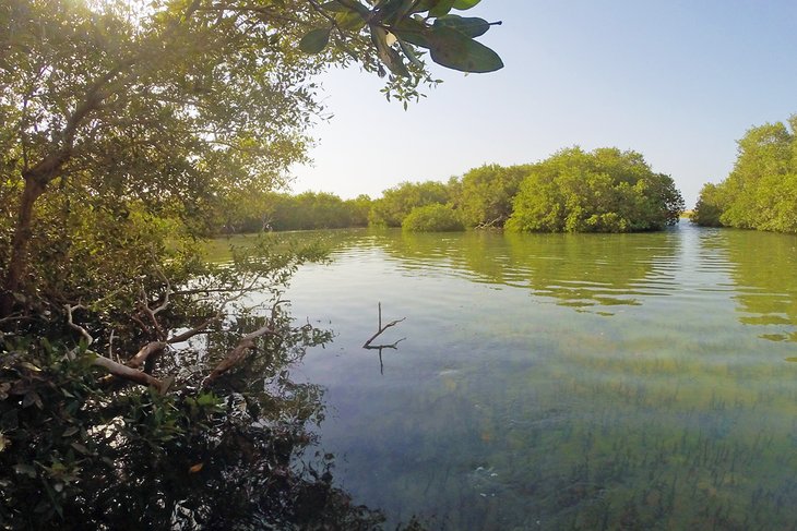 Paisaje de bosque de manglares