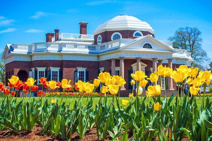Tulipanes floreciendo en Monticello de Thomas Jefferson