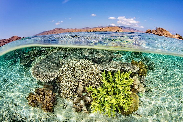 Arrecife de coral frente al Parque Nacional de Komodo